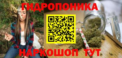 шишки Кингисепп